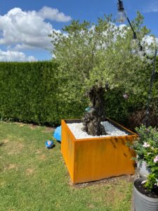 Un olivier dans un bac en corten.