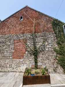 sculpture d'un arbre en acier servant de support à un plant de houblon