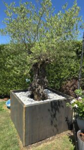 Grand bac en corten sur mesure pour un superbe Olivier